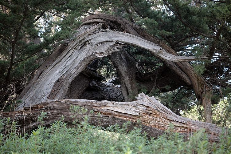 Elkhorn Slough Feb. 2010 056.jpg